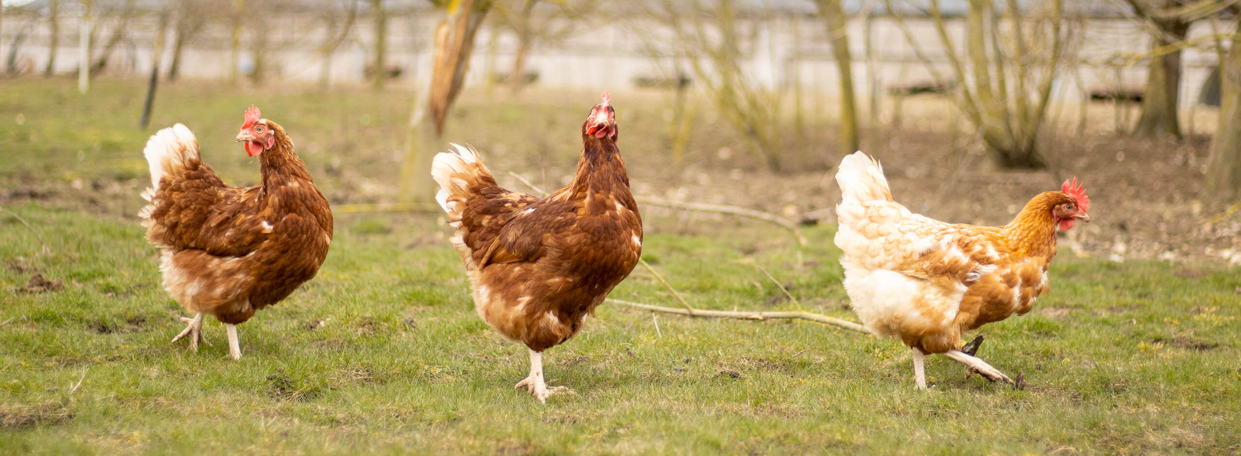 Worlingworth hall poultry farm