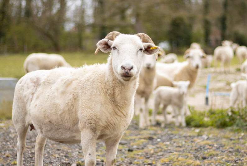 livestock farm