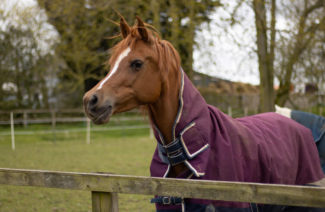 horse stables Suffolk
