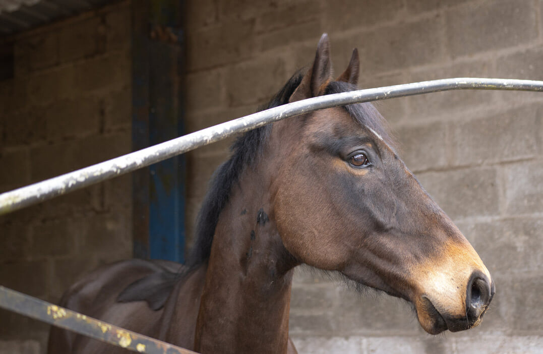 horse stables