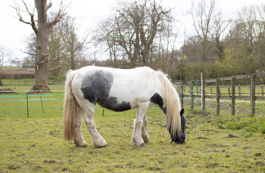 livery Worlingworth