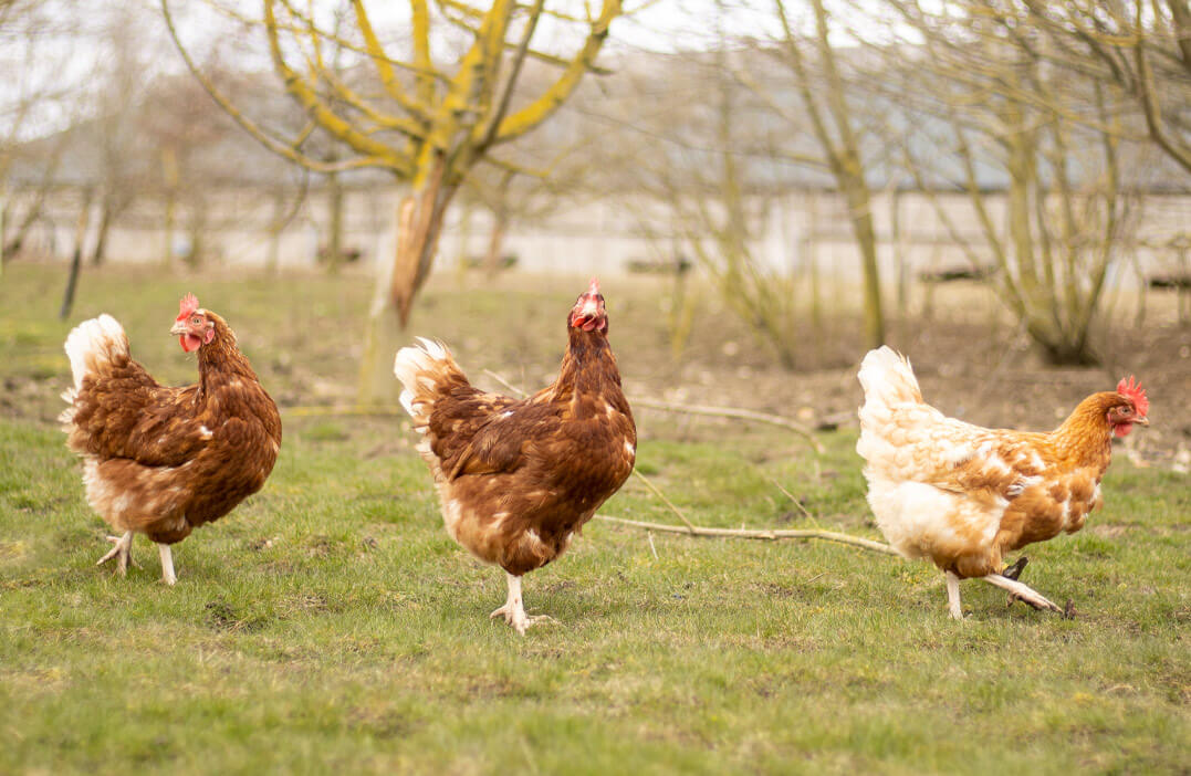 poultry farm Suffolk