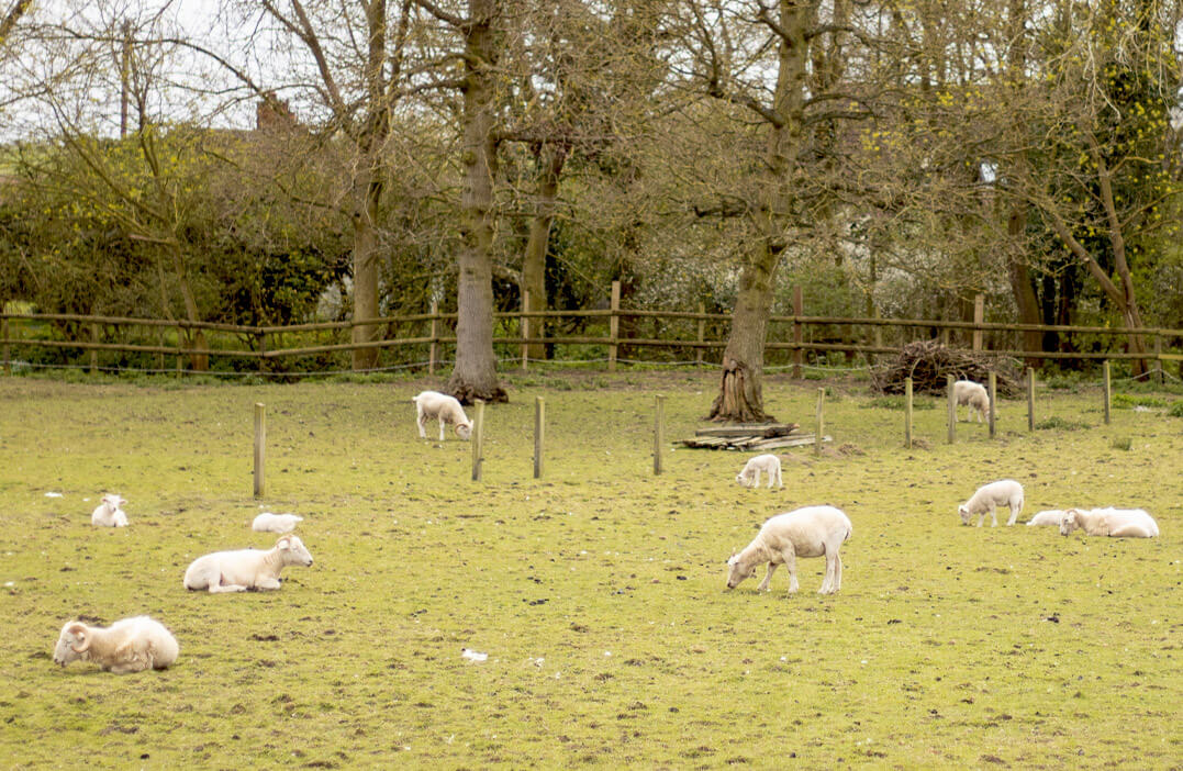 sheep