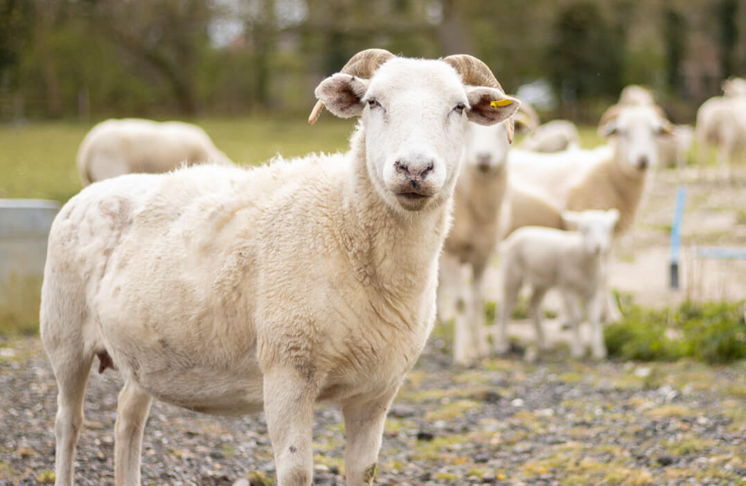 sheep farm