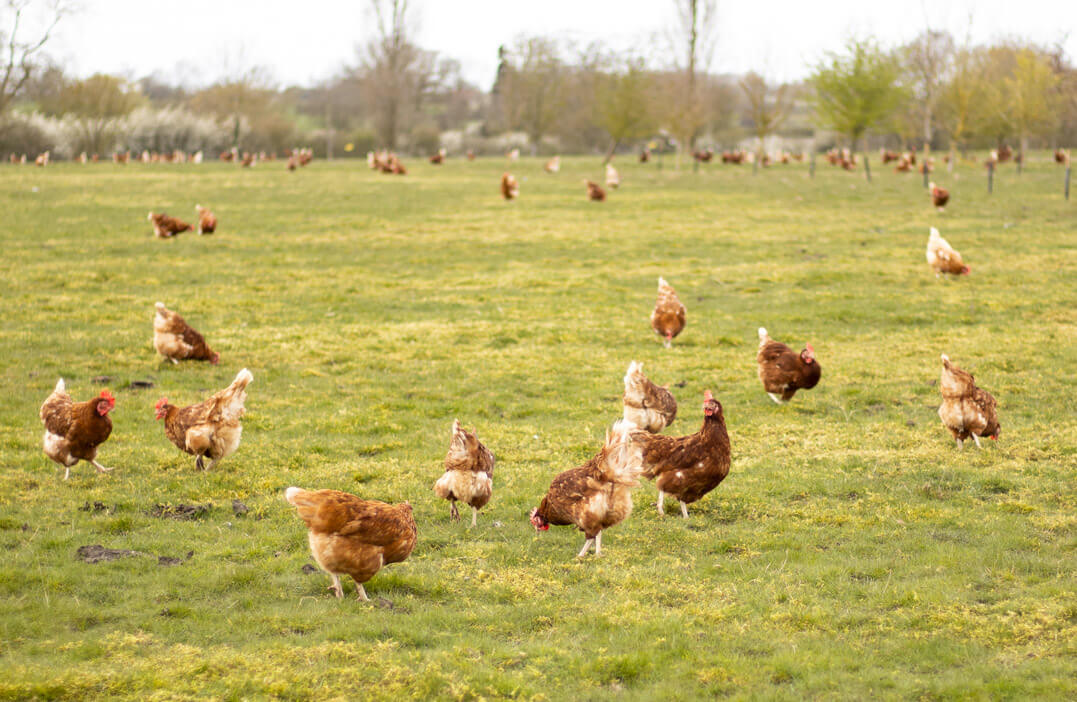 chickens