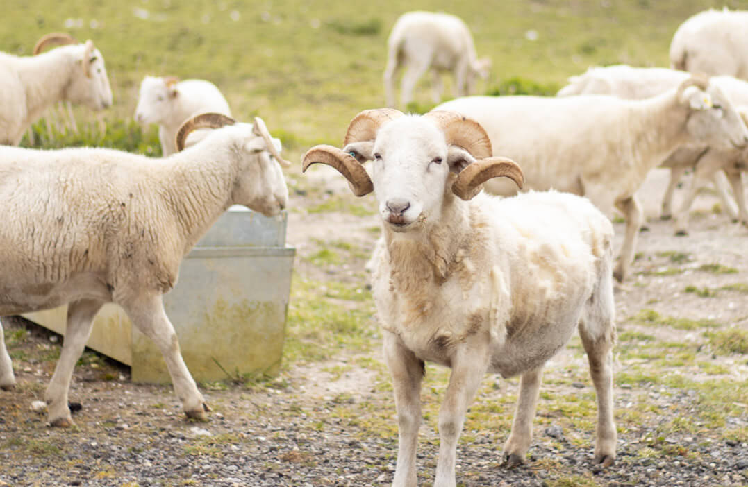 sheep Worlingworth